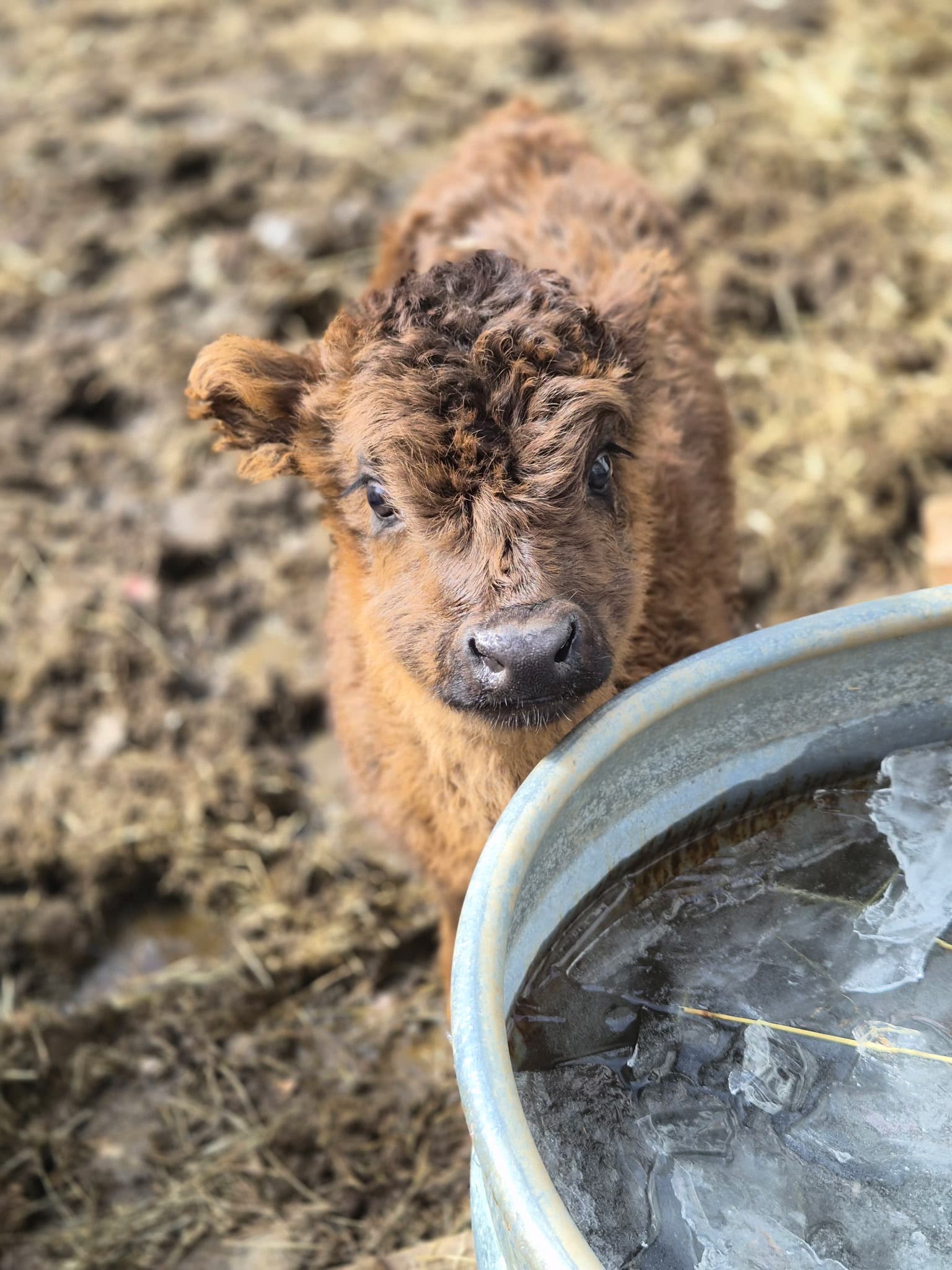 Flowertown Charm Off-Grid Treehouse with Highland Cows - Photo 2