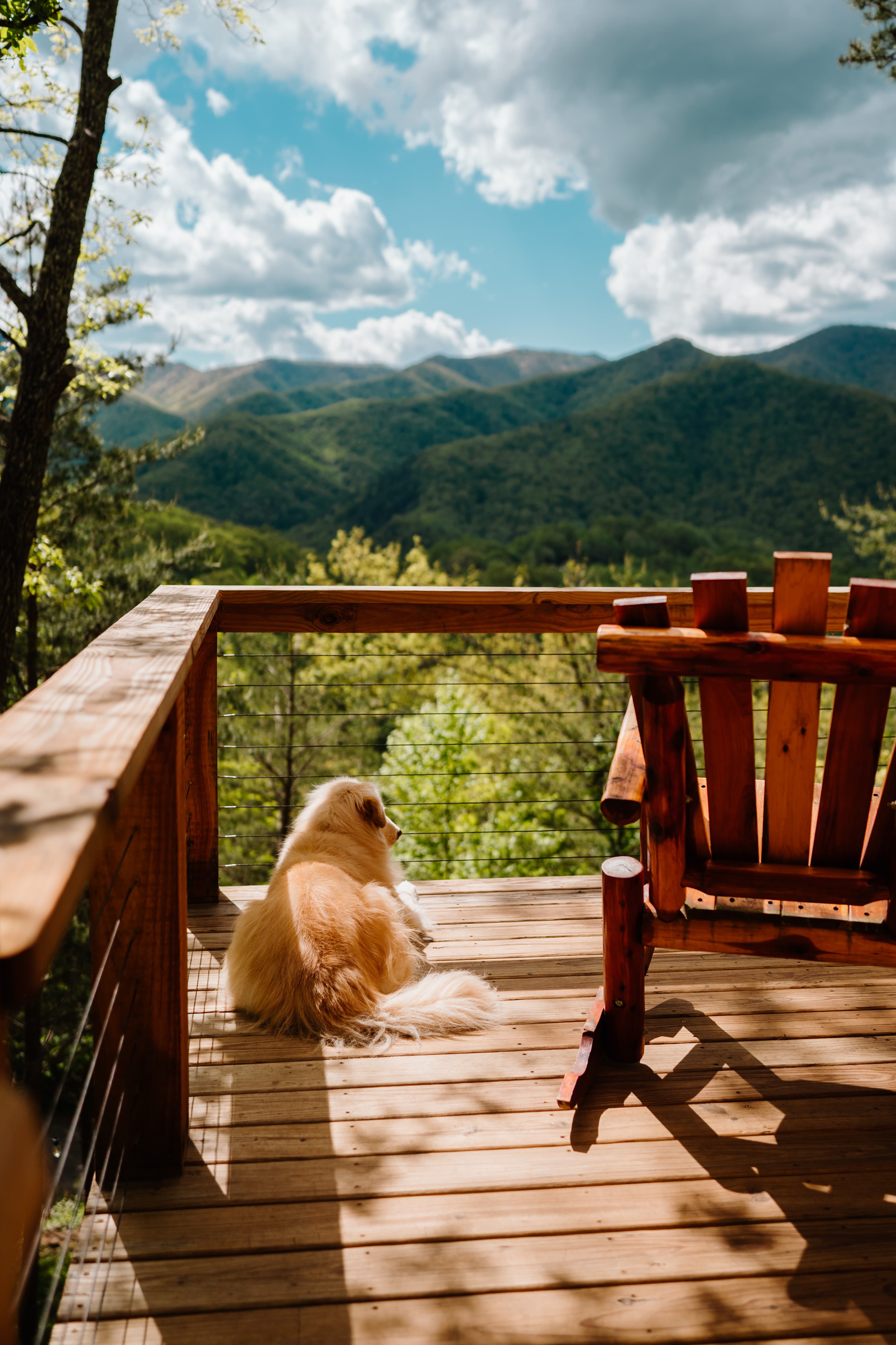 Flowertown Charm Off-Grid Treehouse with Highland Cows - Photo 5